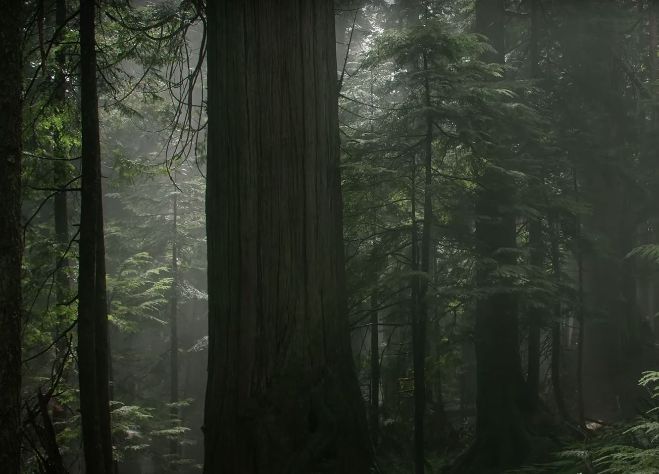 Old Growth Trees in the qathet Region @ Zoom